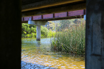 Under Bridge River Reeds
