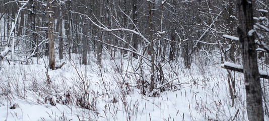 winter forest landscape panoramic nature scene