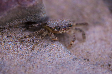 Closeup small crab