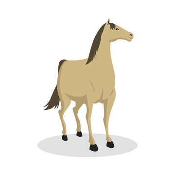 horse color illustration design