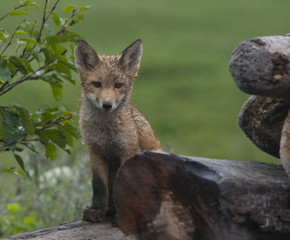 Kit Fox on woodpile