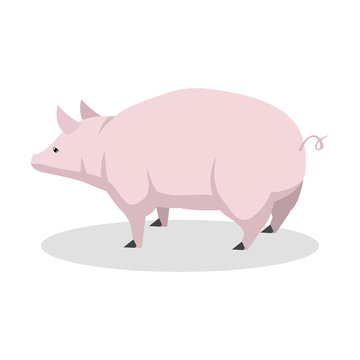 pink pig color illustration design