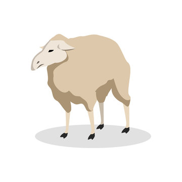 sheep color illustration design