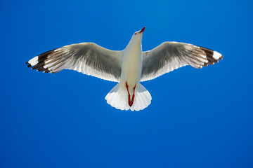Seagull