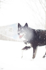 Dog In Snow