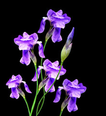 spring flowers iris isolated on black background.