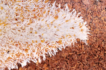 Art of Infected mushroom on bag of bamboo mushroom,texture