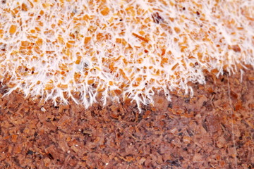 Art of Infected mushroom on bag of bamboo mushroom,texture