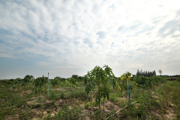 Obraz premium Papaya gardening, Herb fruit on tree with water supply.
