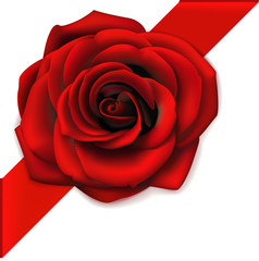Decorative red rose with diagonally ribbon on the corner isolated on white. Vector flower for page decor