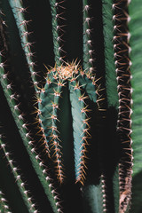 Closeup of cactus, Indonesia