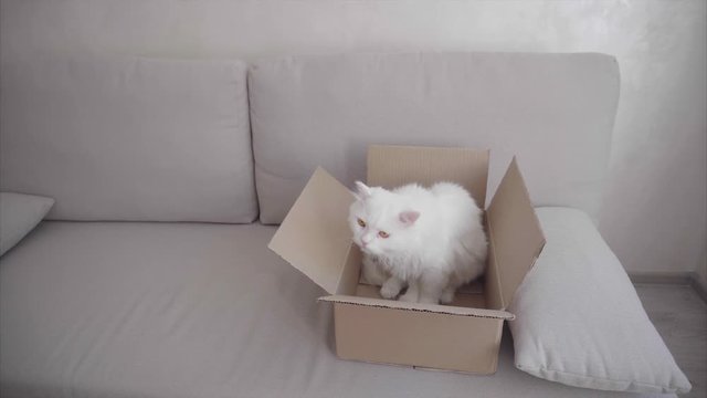 Big White Cat Crawled Into the Box and Sitting Inside It.