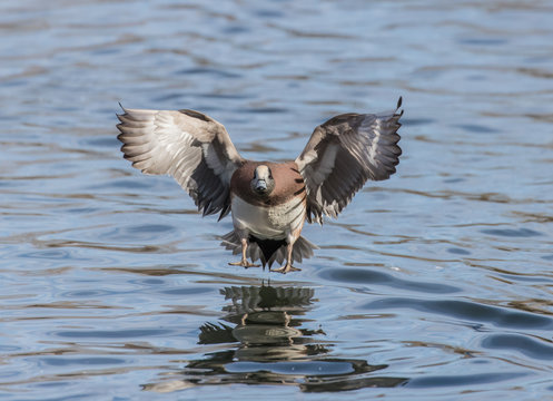 Wigeon Water Wings - A widgeon duck and its reflection with wings outstreached land make a splash down landing on water. 