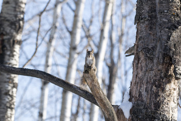 Squirrel Winter