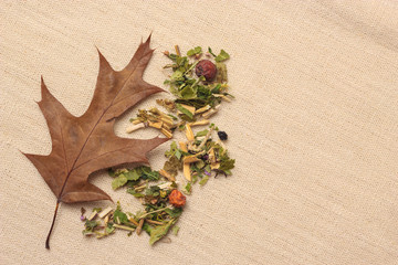 Dry herb leaves and autumn oak leaf