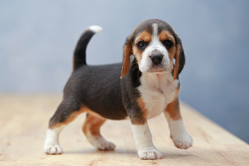 strong female beagle puppy in action
 