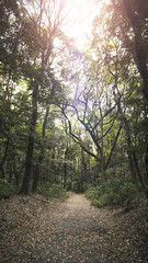 Fototapeta premium Walking path through quiet forest