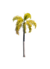 Fototapeta premium Asian trees isolate on white backgrond 