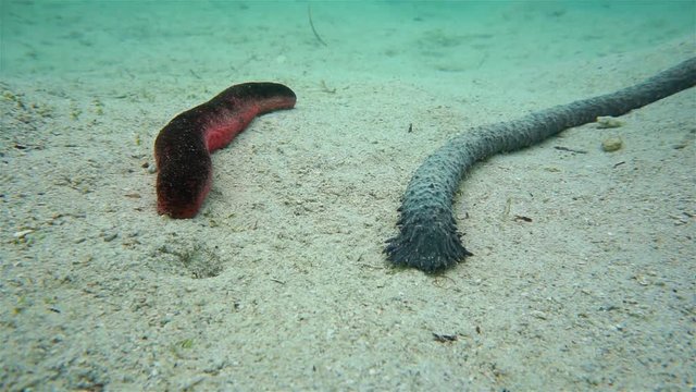 Sea life Holothuria edulis, edible sea cucumber and Holothuria leucospilota, black sea cucumber, on a sandy seabed, motionless underwater scene, south Pacific ocean, New Caledonia
