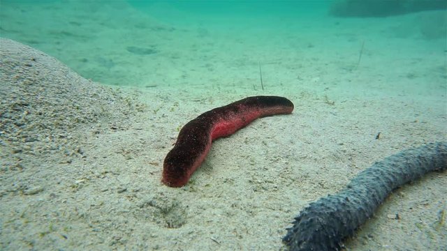 Underwater marine life, Holothuria edulis, edible sea cucumber or the pink and black sea cucumber, on a sandy seabed, motionless scene, south Pacific ocean, New Caledonia
