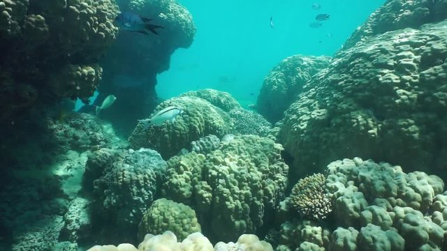 Massive stony corals Porites lobata with tropical fish underwater, motionless scene, south Pacific ocean, New Caledonia
