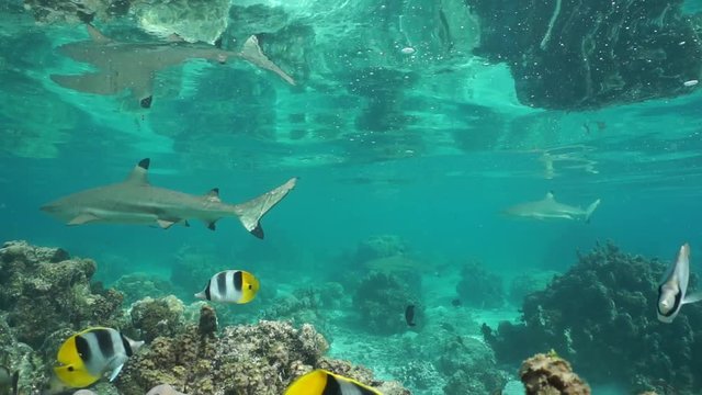 Several blacktip reef sharks with tropical fish in shallow water of the lagoon of Huahine island, French Polynesia, motionless underwater scene, Pacific ocean
