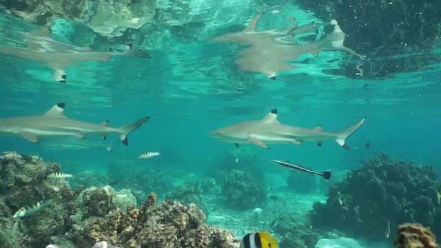 Blacktip reef sharks with tropical fish underwater in the lagoon of Huahine island, motionless scene, Pacific ocean, French Polynesia
