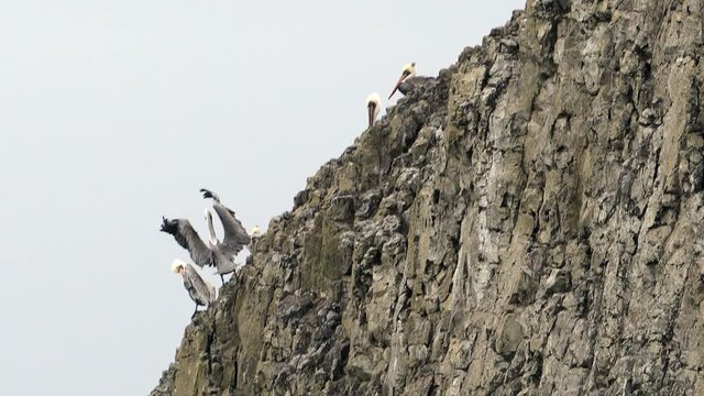 Pelicans pearch on a stone butte in the Pacific Ocean