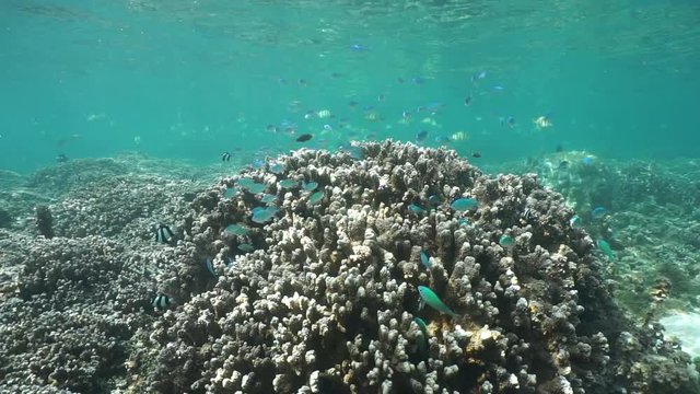 Underwater shoal of tropical fish (mostly blue green chromis with convict tang in background) on a shallow reef with Porites rus coral, motionless scene, Pacific ocean, French Polynesia
