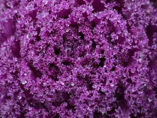 Drop Of Water On cabbage purple