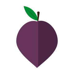 plum fruit icon over white background. colorful design. vector illustration