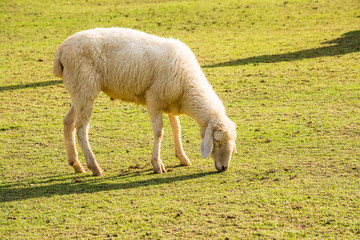 Naklejka na ściany i meble The sheep is a quadrupedal, ruminant mammal typically kept as livestock. 