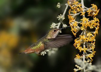 Female Allen's hummingbird.