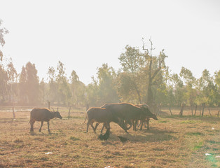 Fototapeta premium .Buffalo grass, tricky center field at dawn. A light golden colo