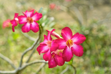 pink yarrow, azalea, flower