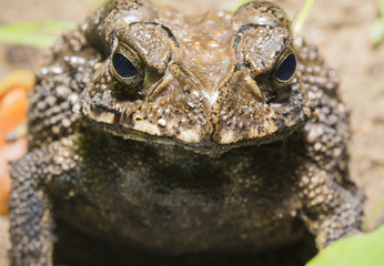 Asian common toad front view close-up macro lens
