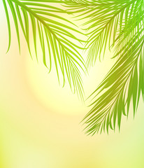 summer sun shining through palm beach