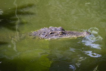 Crocodile in water. Close up