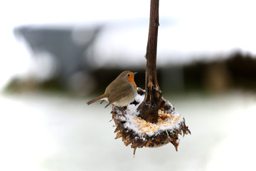 Fototapeta premium Rotkehlchen im Winter
