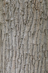 Texture of tree bark for background.