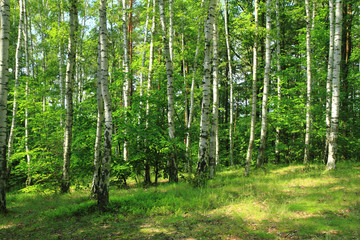 Fototapeta premium green birch forest