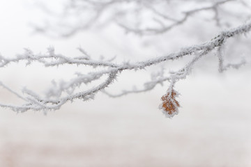 Obraz premium Givre, paysages enneigés