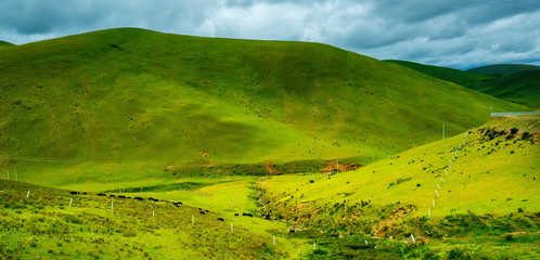 Cows grazing in fields with the foothills to the hills behind them near Buffalo, Wyoming