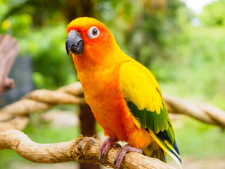 Sun Parakeet or Sun Conure, the beautiful yellow and orange parrot bird with nice feathers details at Songkhla Thailand