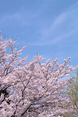 満開の桜