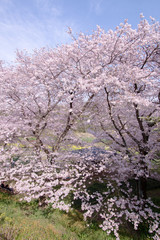 Fototapeta premium 満開の桜