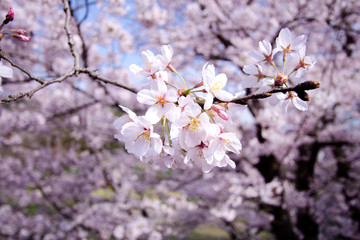 満開の桜