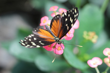 Fototapeta na wymiar Butterfly On Flower