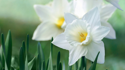 White and yellow daffodil flower outdoors in spring