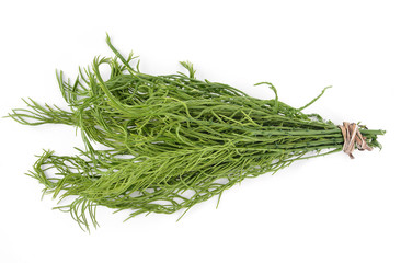 Climbing wattle,cha-om on white background